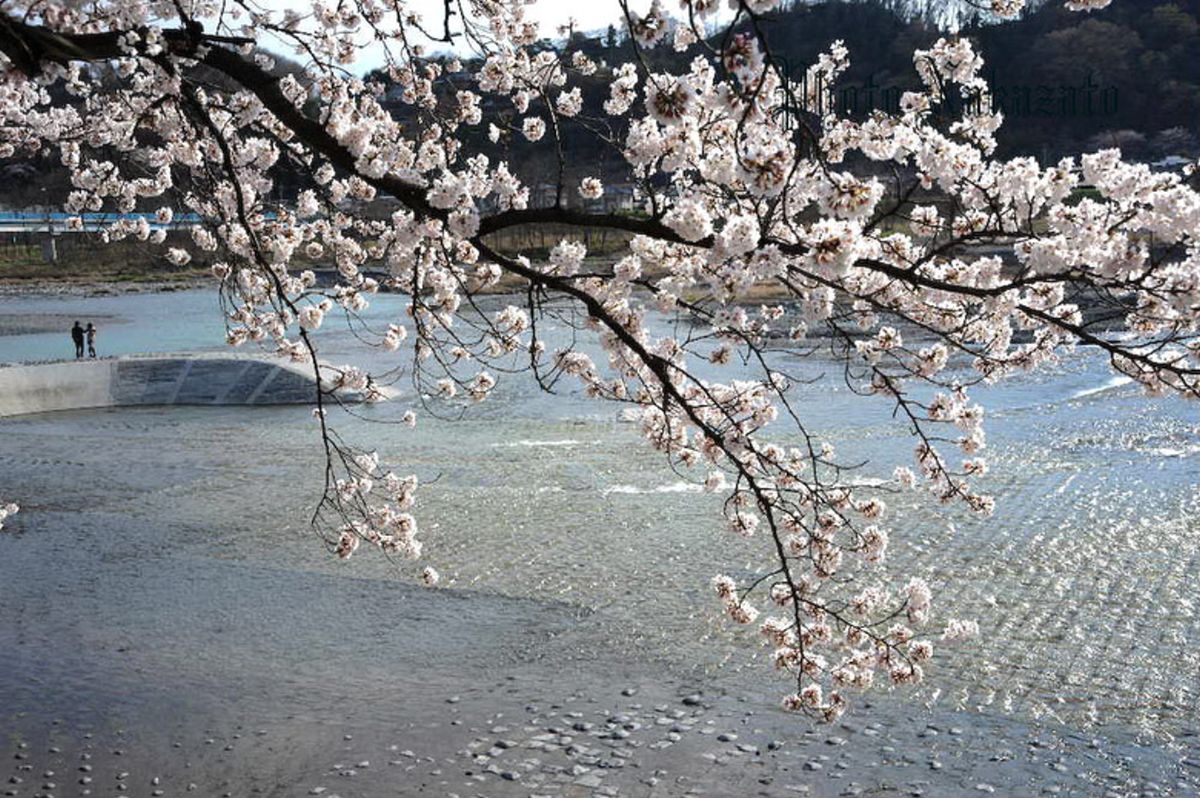 桜　2008